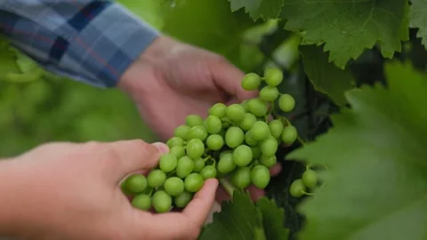 Crop farmer examining bunch of grape in vineyard Stock Footage 249281977