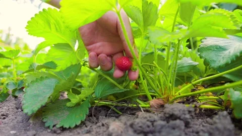 Crop farmer hands checking strawberry plant Stock Footage 265069280