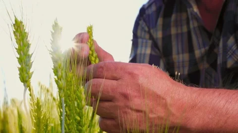 Crop farmer hands checking wheat on sunny day Stock Footage 201091232