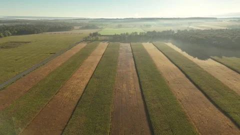 Crop Field 2 Stock Footage 346883161