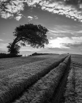Crop field and windswept tree, Devon, England, United Kingdom, Europe Stock Photos
