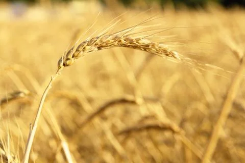Crop field closeup Stock Photos
