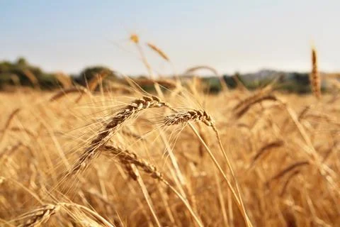 Crop field closeup Stock Photos