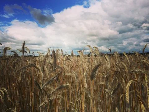 Crop Field with clouds Stock Photos