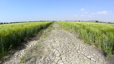 CROP FIELD DRY Stock Footage 108690464