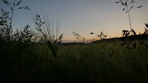 Crop Field At Dusk Stock Footage 133276814