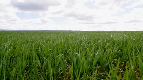 Crop field, environment concept Stock Footage 885293