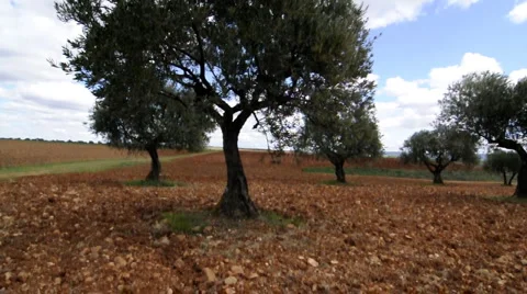 Crop field, environment concept Stock Footage 885377
