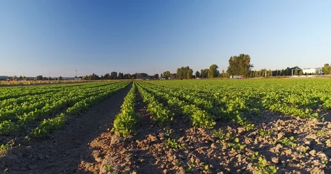 Crop field. Farming. Stock Footage 95730751
