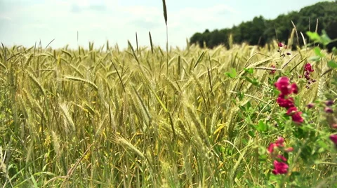 Crop field with flowers Vidéo 46844085