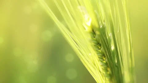 Crop Field Stockbeeldmateriaal 106454736