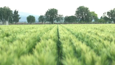 Crop field Stock Footage 108690553