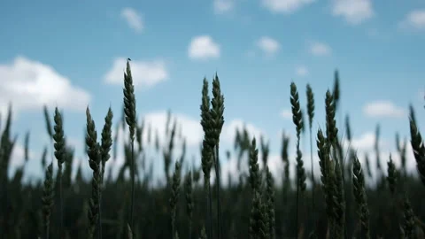 Crop field Stock Footage 133029291