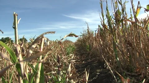 Crop field harvested-Low Angle Wide Stock Footage 62687097