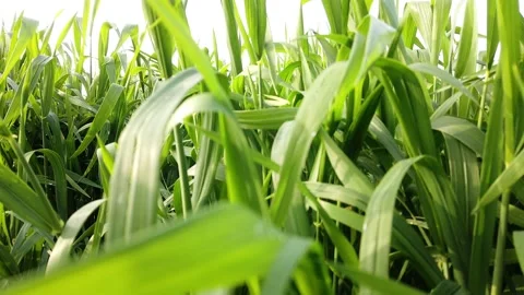 Crop Field (Low to High Arial) Stock Footage 170109861