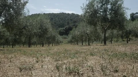 Crop field olive trees countryside rural nature low ground Stock Footage 320947977