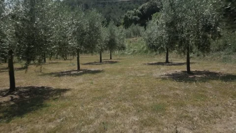 Crop field olive trees gimbal traveling countryside rural nature Stock Footage 320947835