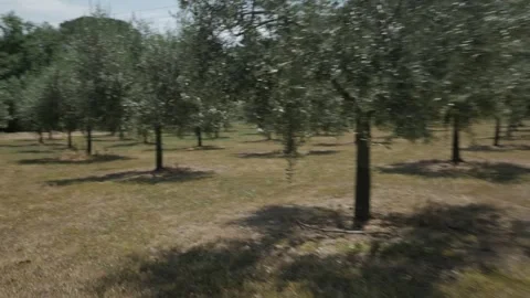 Crop field olive trees gimbal traveling rural nature slalom zigzag Stock Footage 320947846