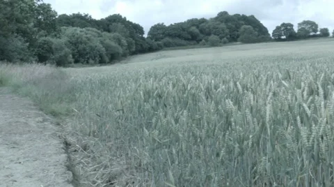 Crop Field Pan Across Stock-Footage 65394750
