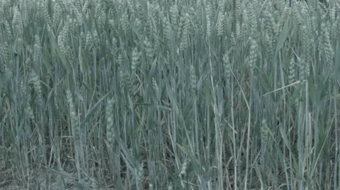 Crop Field Pan Up Stock-Footage 65394908