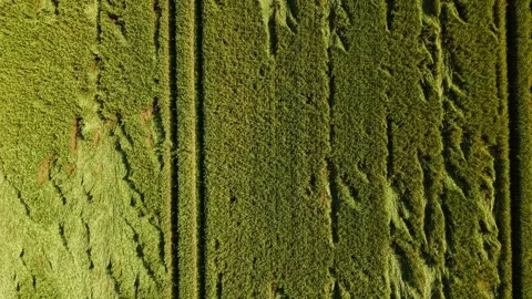 Crop field with parallel and crossing tractor lines, aerial view Video stock 315205717