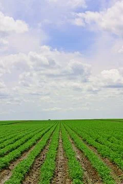 Crop field Stock Photos