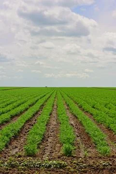 Crop field Stock Photos