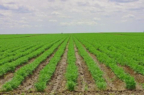 Crop field Stock Photos