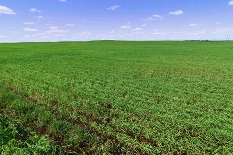 Crop field Stock Photos