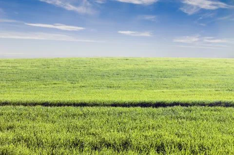 Crop field Stock Photos