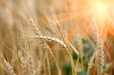 Crop field Stock Photos