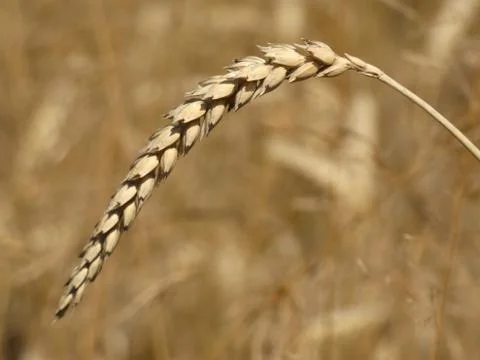 Crop Field Stock Photos
