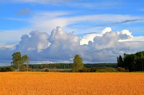 Crop field Stock Photos