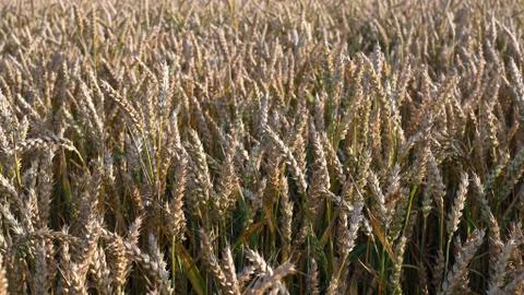 Crop field Stock Photos