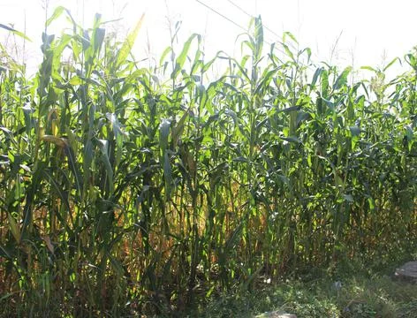 Crop field Stock-Fotos