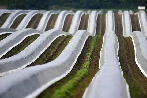 A crop field protected from the elements Stock Photos