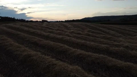 Crop Field at Sundown Vídeos de archivo 157811408