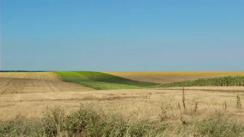 Crop fields on a blue sky, golden and green Stock Footage 201843936