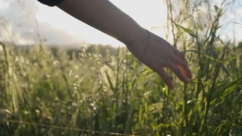 Crop fields during sunset / sunrise - hand passes through them in slow motion Stock Footage 107278246
