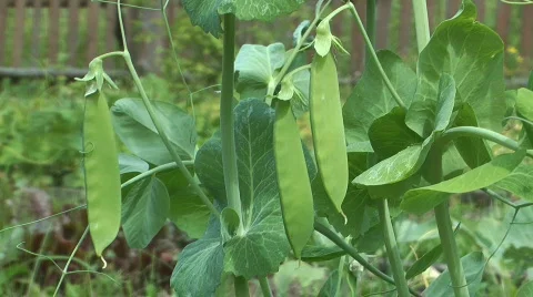 Crop. Stock Footage 769872