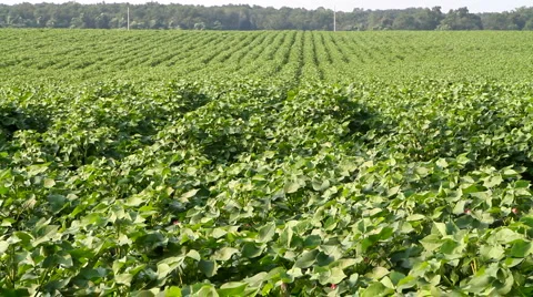 Crop Video stock 1098148