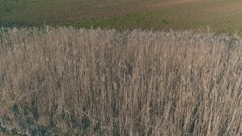 Crop Stock Footage 146276390