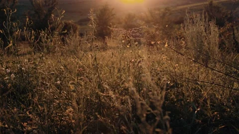 A crop frame with thick grass in early autumn. Golden grass in the sun Stock Footage 135904647