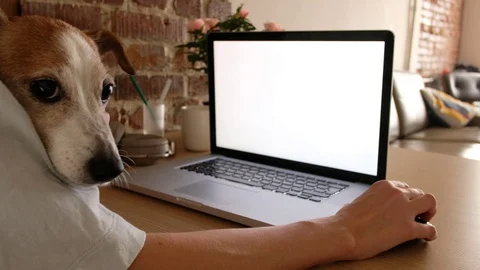 Crop freelancer with dog using laptop at home Stock Footage 130116750