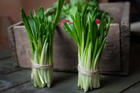Crop of fresh ramson leaves spring natural herbs rustic style Stock Photos