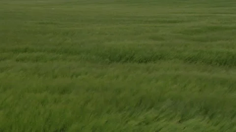 Crop Grass Sways In The Breeze Stock Footage 11440744