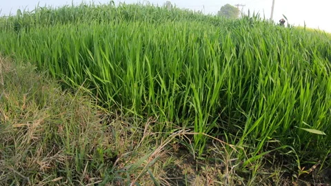 Crop grows in a field Stock Footage 275042867