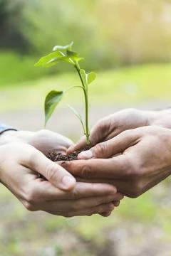 Crop hands holding sapling (1) crop hands holding sapling (1) Copyright: x... Stock Photos