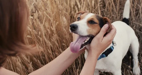 Crop hands petting dog Stock-Footage 120143744