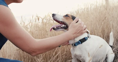 Crop hands petting dog Vidéo 121056594